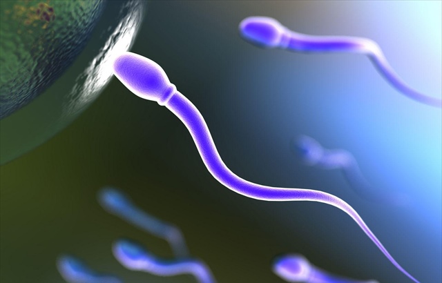 Erkeklerin sperm sayısı giderek düşüyor